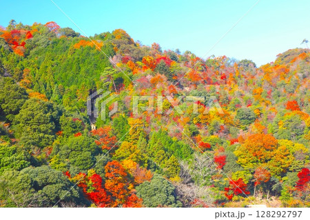 六甲山の紅葉(六甲有馬ロープウェー、有馬温泉駅付近）/瀬戸内海国立公園 128292797