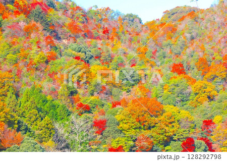 六甲山の紅葉(六甲有馬ロープウェー、有馬温泉駅付近)/瀬戸内海国立公園 六甲山の紅葉(六甲有馬ロープウェー、有馬温泉駅付近)/瀬戸内海国立公園 128292798