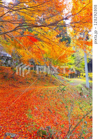 那岐山の山麓にある「菩提寺の大イチョウ」/国指定天然記念物 128292808