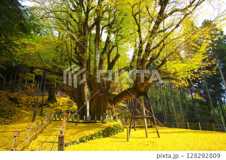 那岐山の山麓にある「菩提寺の大イチョウ」/国指定天然記念物 128292809
