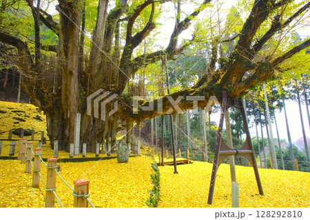 那岐山の山麓にある「菩提寺の大イチョウ」/国指定天然記念物 128292810