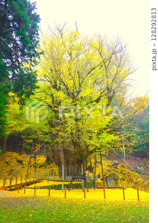 那岐山の山麓にある「菩提寺の大イチョウ」/国指定天然記念物 128292813