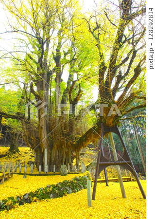 那岐山の山麓にある「菩提寺の大イチョウ」/国指定天然記念物 128292814