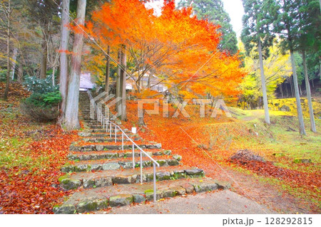 那岐山の山麓にある「菩提寺の大イチョウ」/国指定天然記念物 128292815