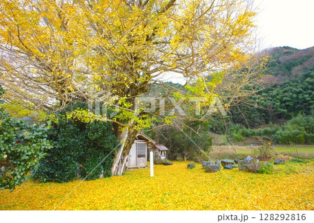 那岐山の山麓にある「阿弥陀堂のイチョウ」/国指定天然記念物 128292816