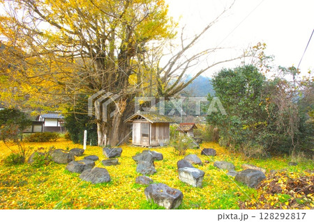 那岐山の山麓にある「阿弥陀堂のイチョウ」/国指定天然記念物 128292817