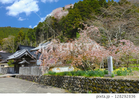 善照寺の正福寺桜（ショウフクジザクラ）/姫路市安富町/花びらが40~60枚ある珍しい桜） 128292836