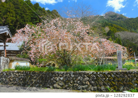 善照寺の正福寺桜(ショウフクジザクラ)/姫路市安富町/花びらが40~60枚ある珍しい桜) 善照寺の正福寺桜(ショウフクジザクラ)/姫路市安富町/花びらが40~60枚ある珍しい桜) 128292837