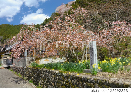 善照寺の正福寺桜(ショウフクジザクラ)/姫路市安富町/花びらが40~60枚ある珍しい桜) 善照寺の正福寺桜(ショウフクジザクラ)/姫路市安富町/花びらが40~60枚ある珍しい桜) 128292838