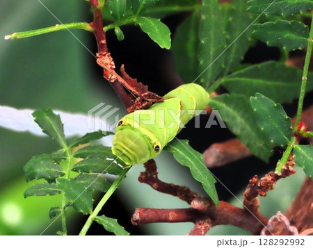 昆虫：山椒の木の葉：ナミアゲハ幼虫：我が家の花壇 128292992