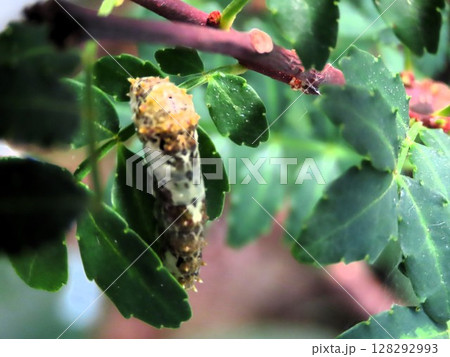 昆虫：山椒の木の葉：ナミアゲハ幼虫：我が家の花壇 128292993