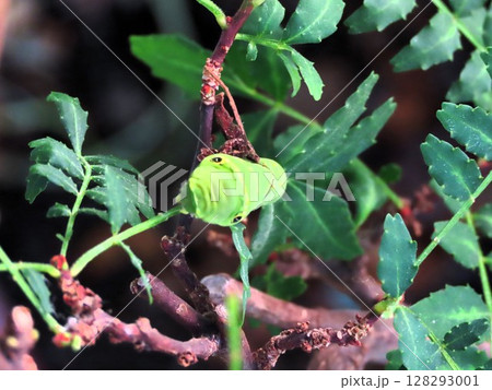 昆虫：山椒の木の葉：ナミアゲハ幼虫：我が家の花壇 128293001