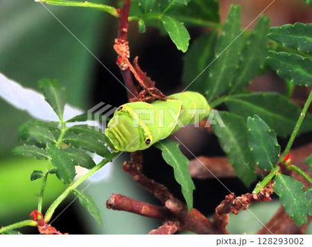 昆虫：山椒の木の葉：ナミアゲハ幼虫：我が家の花壇 128293002
