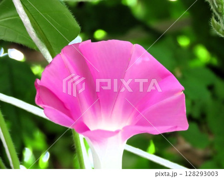 夏の花「朝顔」あさがお：花壇の花 128293003
