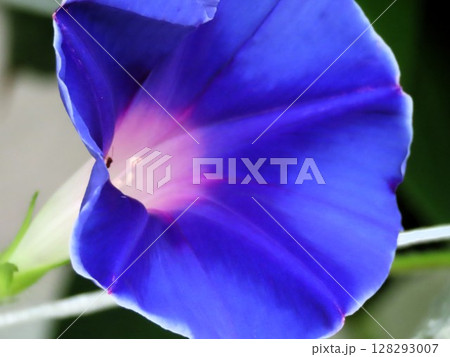 夏の花「朝顔」あさがお:花壇の花 夏の花「朝顔」あさがお:花壇の花 128293007