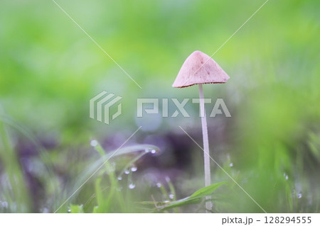緑の草の上に生えたキノコ 128294555