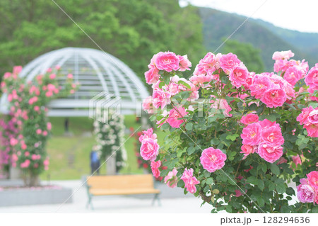美しいピンクの薔薇咲く　東沢バラ公園　山形県　 128294636