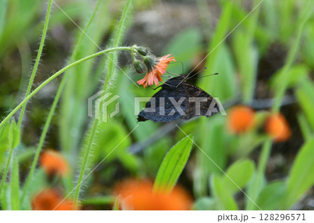 クジャクチョウ翅の裏側 クジャクチョウ翅の裏側 128296571