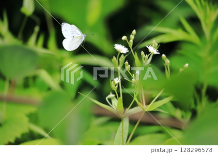 北海道の昆虫　花に止まろうとする　エゾスジグロシロチョウ　夏型 128296578