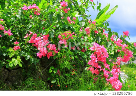 ブーゲンビリアの花 ブーゲンビリアの花 128296786