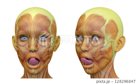 女性の顔アップ 128296847