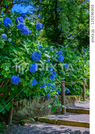 紫陽花（明月院） 128296908