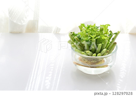 エコ リサイクル フードロス 水に浸して育てる大根の葉 128297028