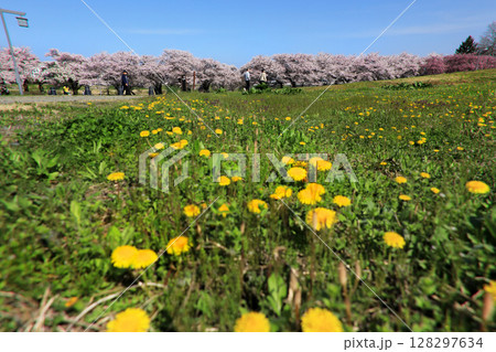 北上展勝地の桜並木 128297634