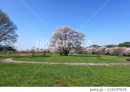北上展勝地の桜並木 128297635