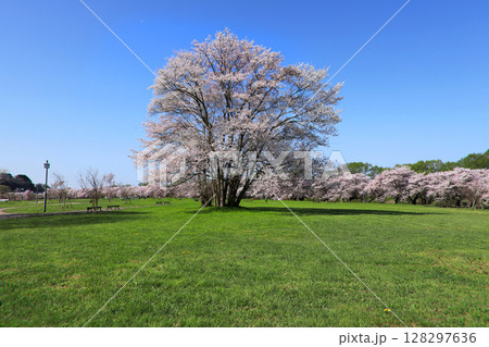 北上展勝地の桜並木 128297636