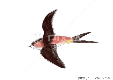 空を飛ぶツバメのイラスト / Swallow flying in spring sky illust 空を飛ぶツバメのイラスト / Swallow flying in spring sky illust 128297690