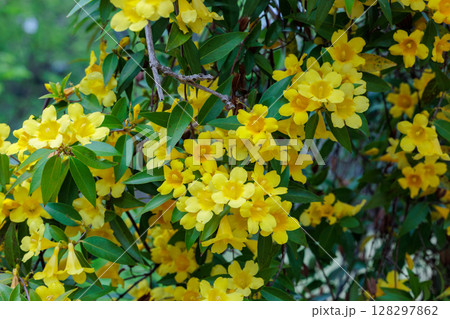 ガーデンでたくさんの黄色い花を咲かせるカロライナジャスミンの花 128297862