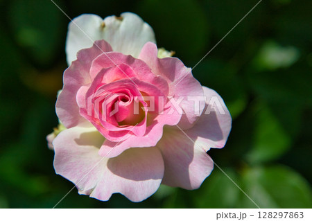 春爛漫のお花達 128297863