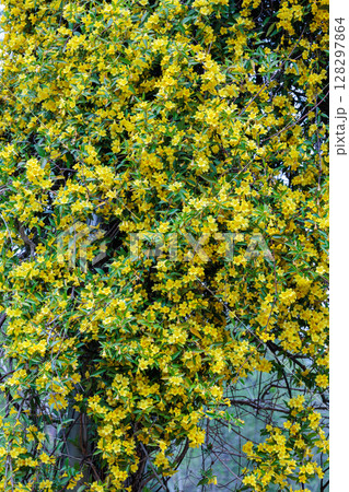 ガーデンでたくさんの黄色い花を咲かせるカロライナジャスミンの花 128297864