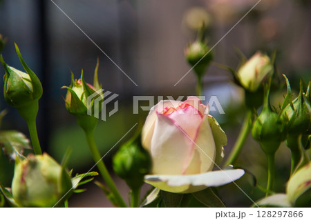 春爛漫のお花達 春爛漫のお花達 128297866