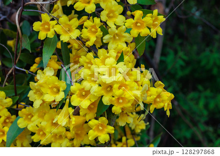 ガーデンでたくさんの黄色い花を咲かせるカロライナジャスミンの花 128297868