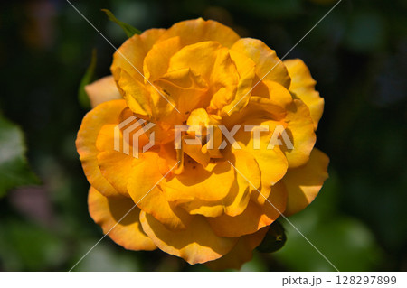 春爛漫のお花達 春爛漫のお花達 128297899