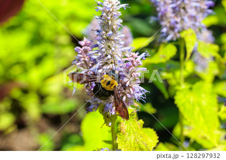 ガーデンの花の蜜を吸うクマバチ 128297932
