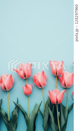 Pink tulip flower neatly arranged bottom edge copy space portrait blue background 128297960