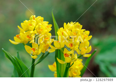 森林の木陰でひっそりと美しく咲くキンランの花 128297989