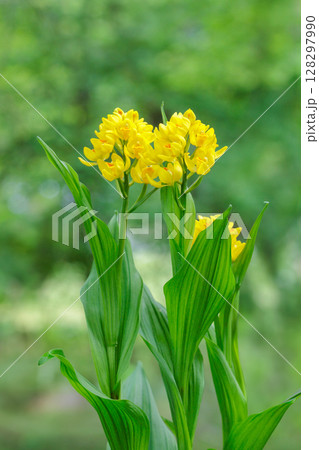 森林の木陰でひっそりと美しく咲くキンランの花 128297990