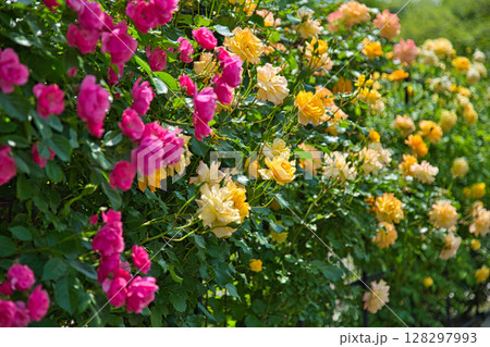 春爛漫のお花達 128297993