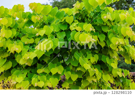 アメリカハナズオウの若葉は黄色くて清々しい 128298110