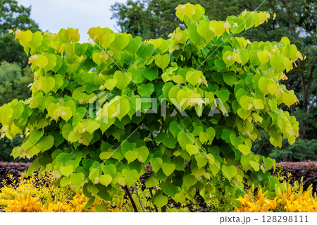 アメリカハナズオウの若葉は黄色くて清々しい 128298111