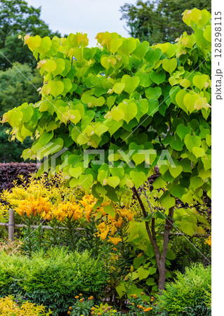 アメリカハナズオウの若葉は黄色くて清々しい 128298115