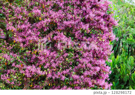 ガーデンの生垣で咲くトキワマンサクの赤い花 128298172