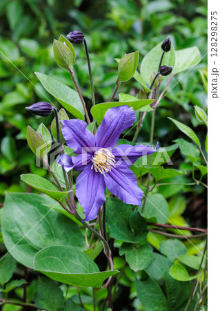 初夏に咲く青紫のクレマチスの花 128298275