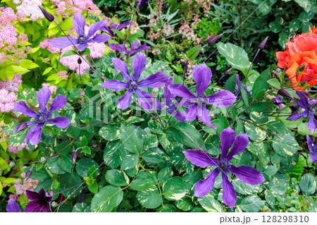 初夏に咲く花々と紫のクレマチスの花 128298310