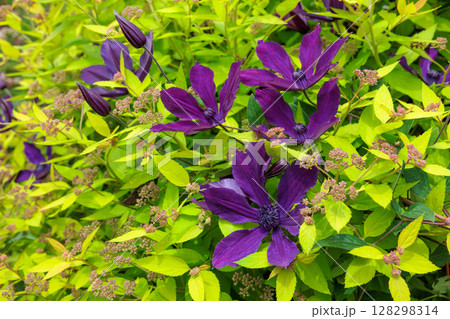 初夏に咲く花々と紫のクレマチスの花 初夏に咲く花々と紫のクレマチスの花 128298314