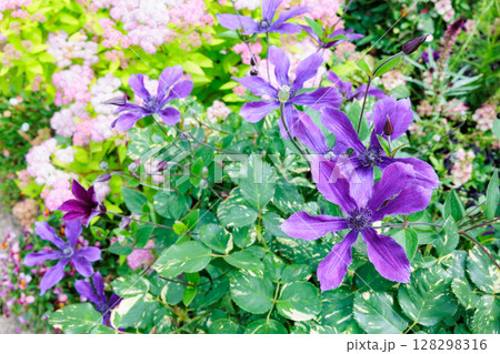 初夏に咲く花々と紫のクレマチスの花 初夏に咲く花々と紫のクレマチスの花 128298316